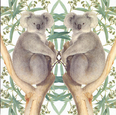 Carte+enveloppe ours koala. 16x16cm