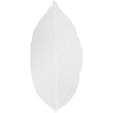 Feuilles squelettes Creativ company, l: 6-8 cm, blanches, 20 pièces 1 boîte