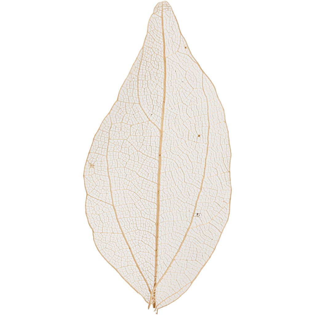 Creativ Company Skeleton Leaves Feuilles séchées naturelles, 20e.