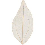 Creativ Company Skeleton Leaves Feuilles séchées naturelles, 20e.