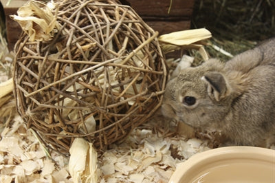 Saule, premier jouet pour animaux de compagnie heureux de la nature