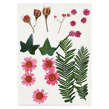 Entreprise créative https: www.ccobby.nl fleurs-et-feuilles-séchées-ca-19-piece-lightred-1-box