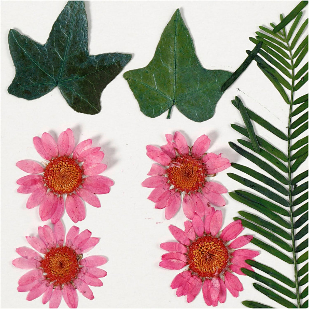 Entreprise créative https: www.ccobby.nl fleurs-et-feuilles-séchées-ca-19-piece-lightred-1-box