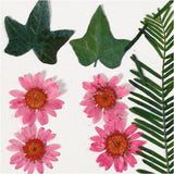 Entreprise créative https: www.ccobby.nl fleurs-et-feuilles-séchées-ca-19-piece-lightred-1-box