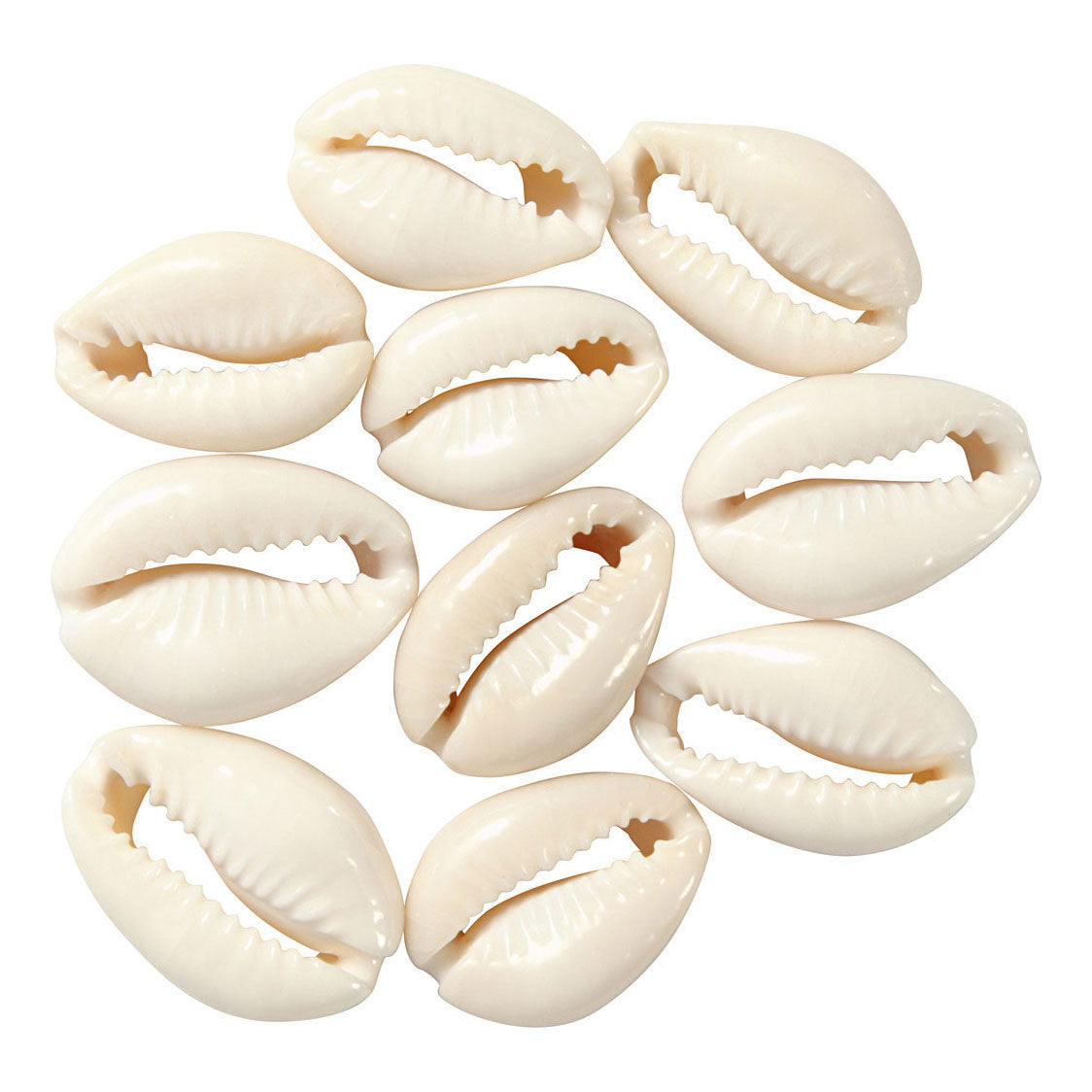 Creativ Company shells white, 12st.