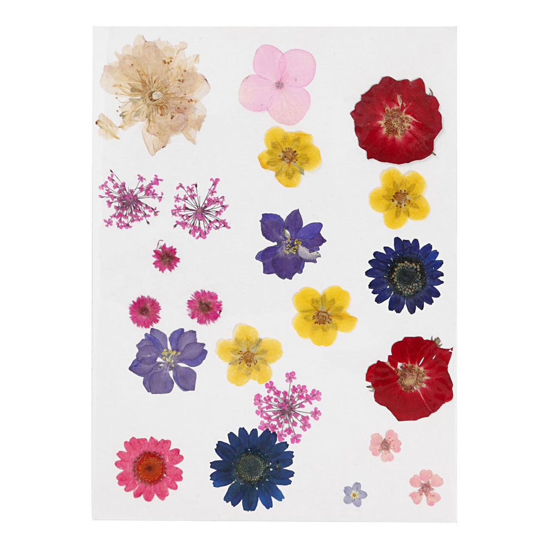 Creativ Company Sèche des fleurs et laisse différentes couleurs