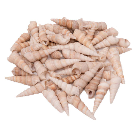 Colorations - coquillages turritella, 550g