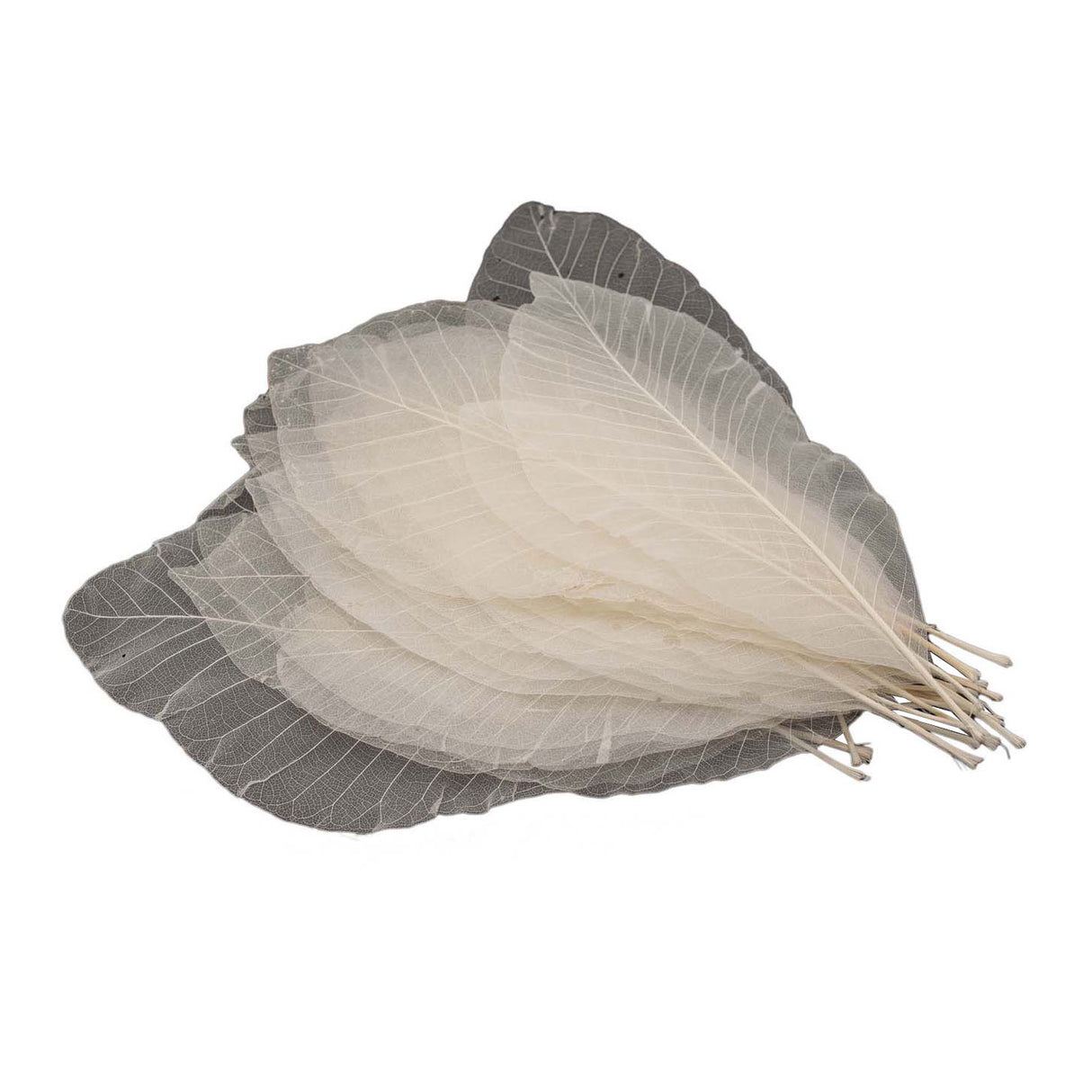 Squelettes de feuilles longues, 24 pcs.