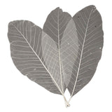 Squelettes de feuilles longues, 24 pcs.