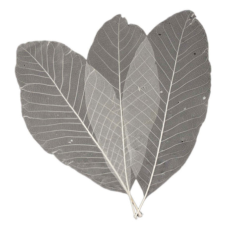 Squelettes de feuilles longues, 24 pcs.