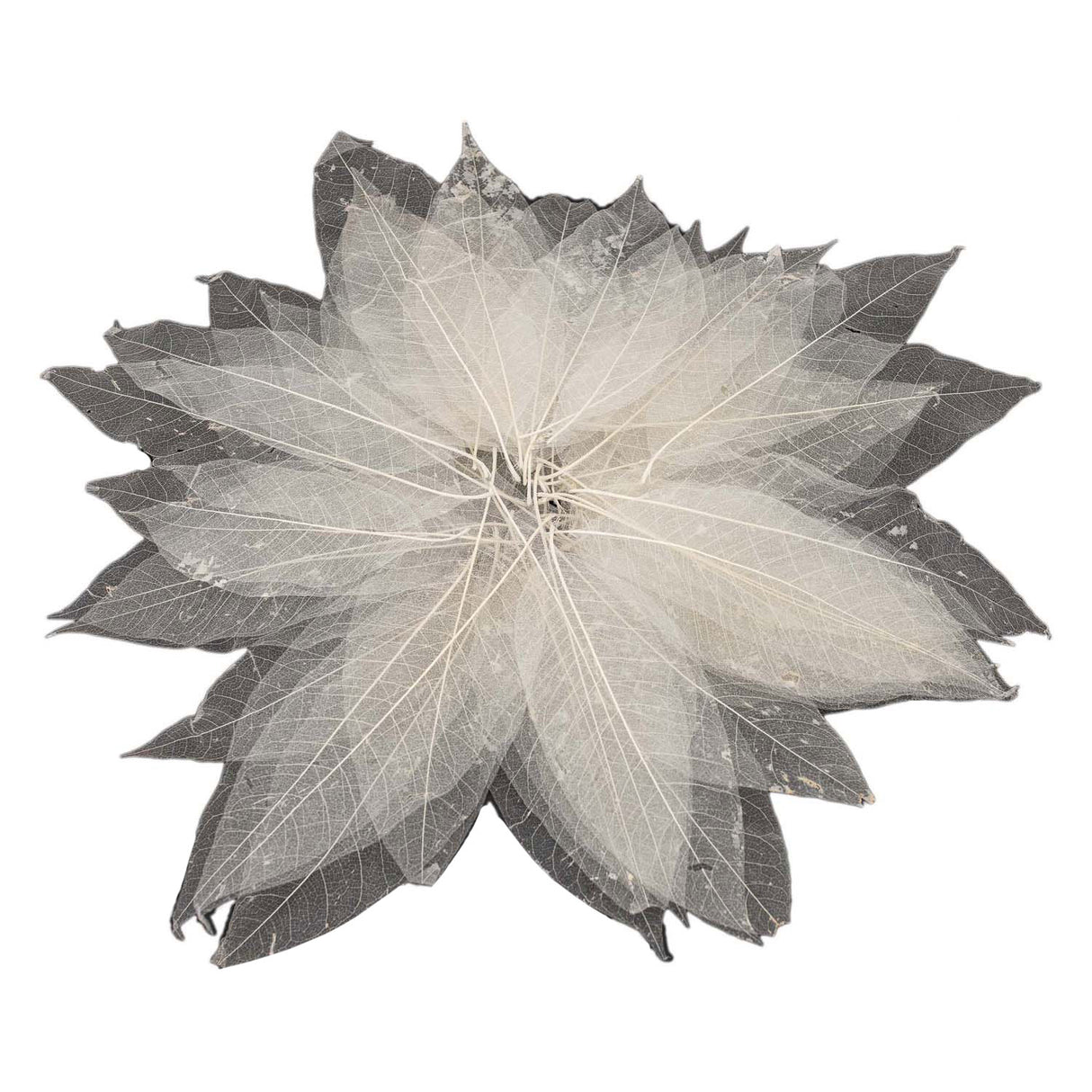 Squelettes de feuilles de magnolia, 50 pcs.