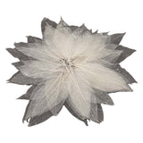 Squelettes de feuilles de magnolia, 50 pcs.