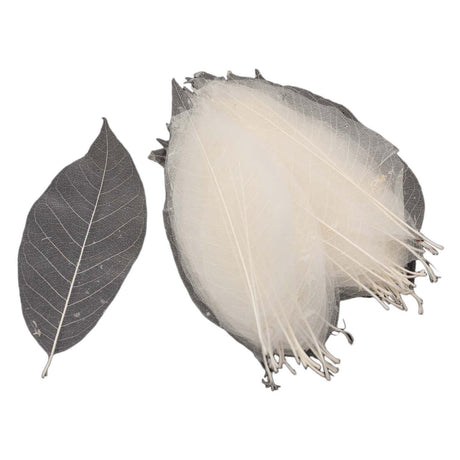 Squelettes de feuilles de magnolia, 50 pcs.
