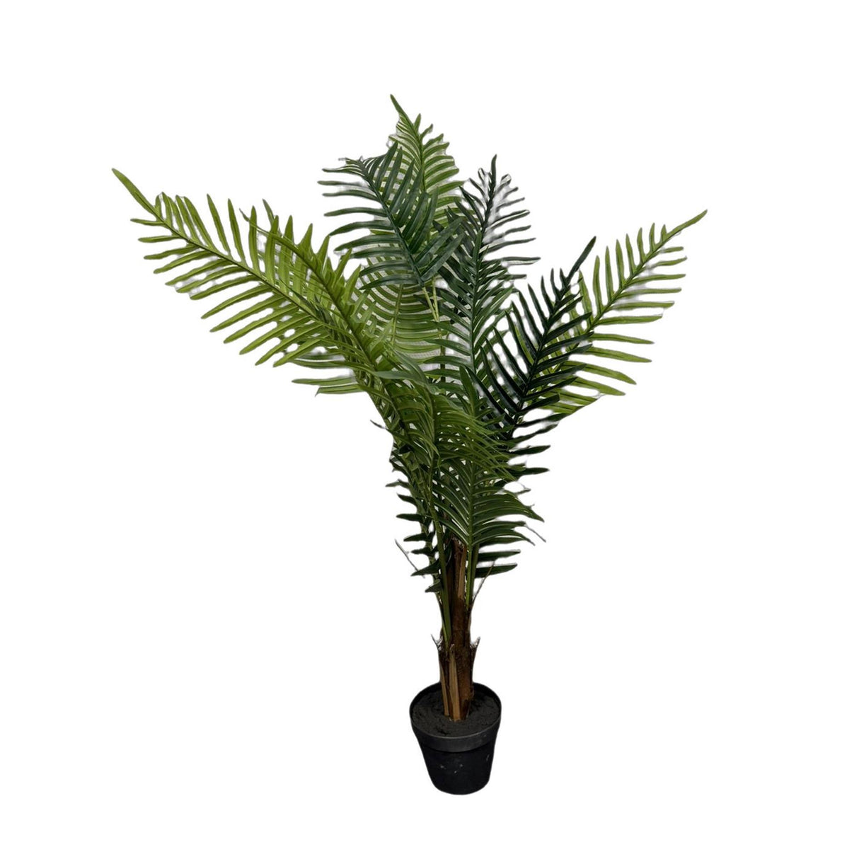 Z1 déco palmier de madagascar en pot h120cm