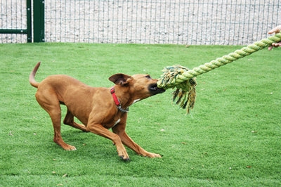 Corde de fil de remorqueur king size Happy Pet