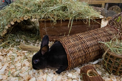 Tunnel de saule pour animaux de compagnie heureux
