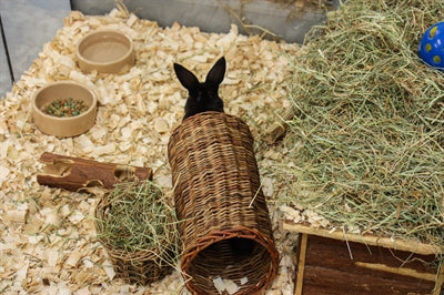 Tunnel de saule pour animaux de compagnie heureux