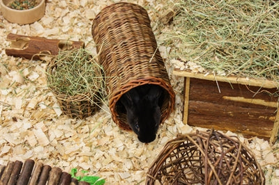 Tunnel de saule pour animaux de compagnie heureux
