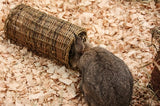 Tunnel de saule nature, premier animal de compagnie heureux