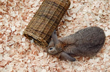 Tunnel de saule nature, premier animal de compagnie heureux