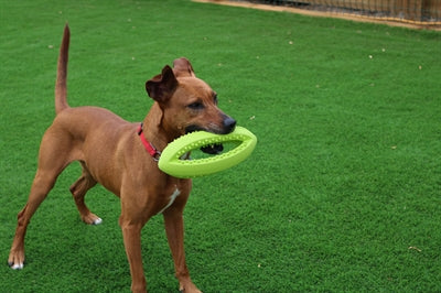 Happy Pet Grubber Interactive Rugbyball