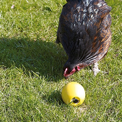 Savic poulet jouet poulet amusant
