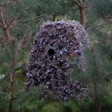 Buteo Photo Gear Hybrid Camouflaget Natural Green 1,5x3 m