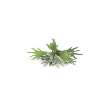 Countryfield plante artificielle platycerium vert 10xh63,5cm