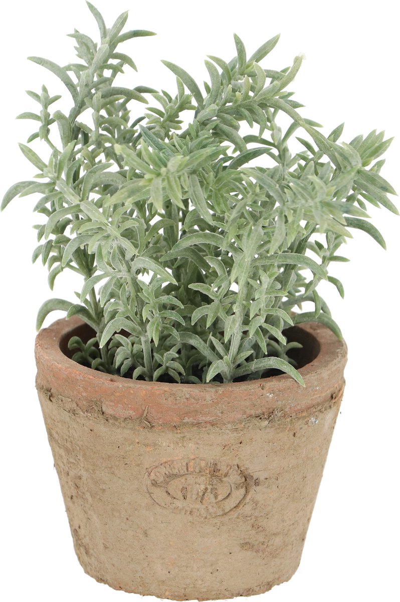 Thym design Esschert dans un pot en terre cuite vieillie | 3 pièces