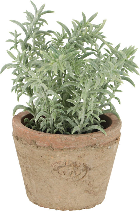 Thym design Esschert dans un pot en terre cuite vieillie | 3 pièces