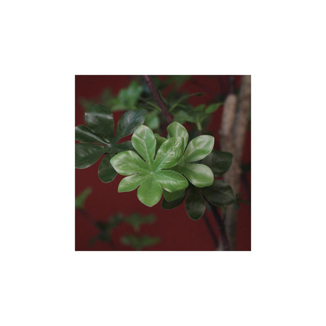 Countryfield plant dysosma pleiantha 150cm groen
