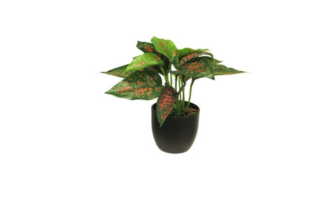 Zijde caladium sunshine rood groen 23cm