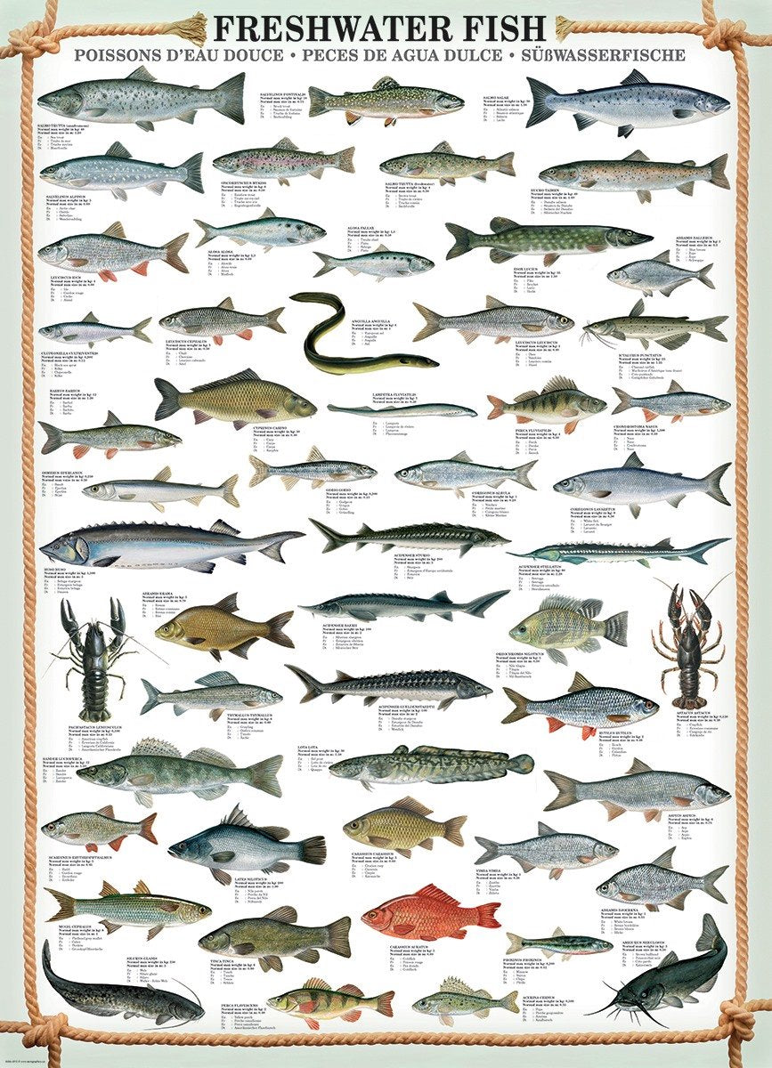 Puzzle Eurographics Pêche - Puzzle de 1000 pièces pour adultes.