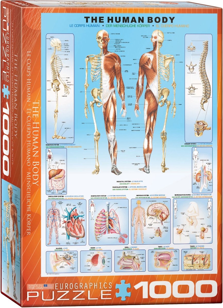 Eurographics - le corps humain - 1000 pièces 48×68cm (l×h) - puzzle