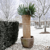 Nature Hiver couvrant le riz Stro 1x1,5 m 6030105