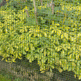 Nature Garden Screen Square Gaas 5x5 mm 1x3 m vert