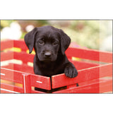Kangaro sous-main chiot labrador noir 38x58cm
