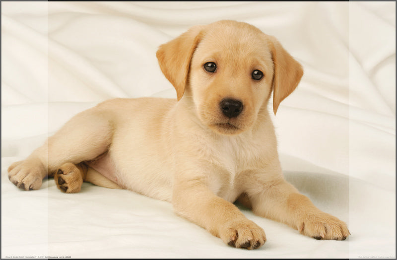 Kangaro k-0014d108 sous-main pp 38x58cm design labrador blanc