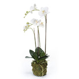 Emerald Emerald Art Plant Butterfly Orchid 70 cm blanc