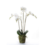Orchidée de plante d'art émeraude avec de la mousse blanche 90 cm 20,355