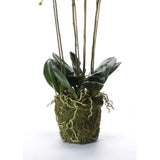 Orchidée de plante d'art émeraude avec de la mousse blanche 90 cm 20,355
