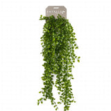 Emerald Emerald Art Plant grimpant Vijg 80 cm