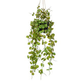 Plante artificielle émeraude suspendue dans une plante de lanterne en pot 50 cm