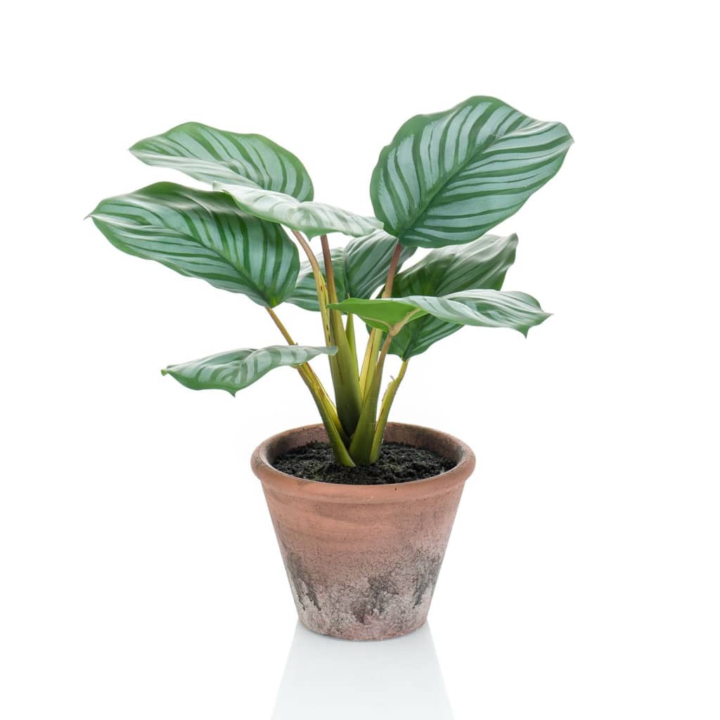 Emeraud Emerald Art Plante en pot Terra Calathea orbifolia 32 cm