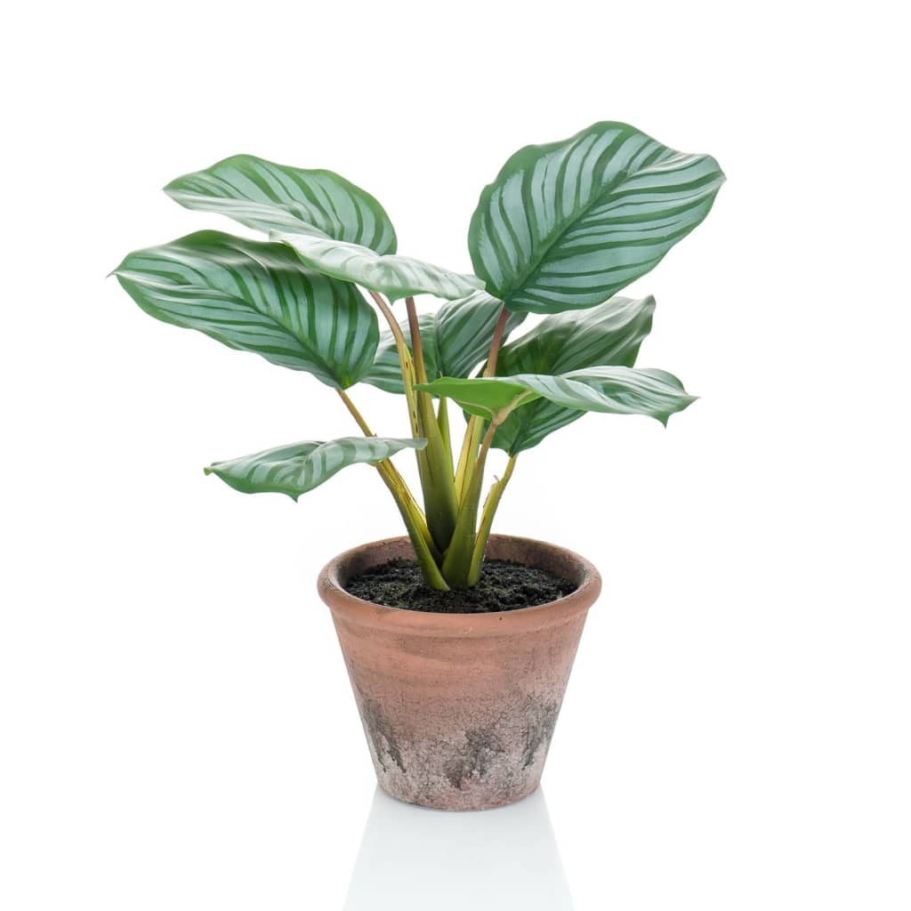 Plante d'art émeraude en pot terra calathea orbifolia 32 cm