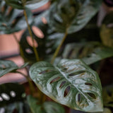 Plante d'art émeraude à Pot Monkey Monstera Struik 43 cm
