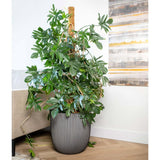 Groove du planteur CAPI 43x41 cm anthracite -colored