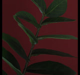 Countryfield kunstplant zamioculcas zamiifolia s groen 48x44x65cm