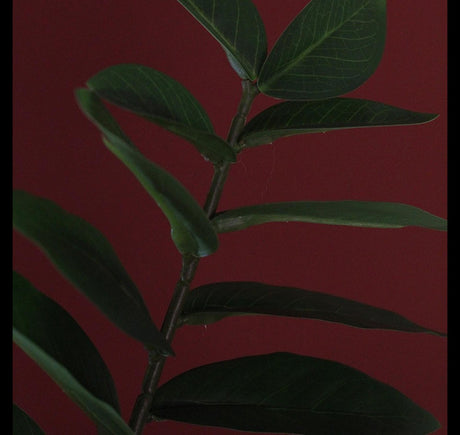 Countryfield kunstplant zamioculcas zamiifolia s groen 48x44x65cm