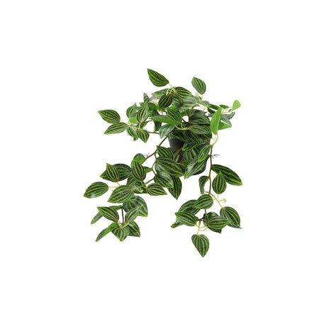 Countryfield plante artificielle peperomia vert h23cm